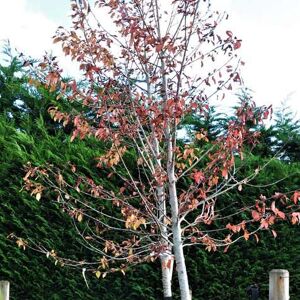 Prunus avium 'Plena' (D) 6-8 LS